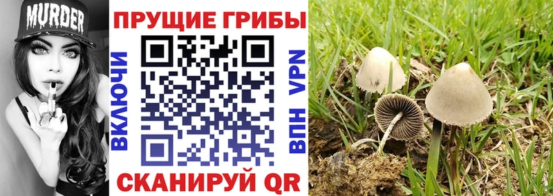 даркнет сайт  Невель  Галлюциногенные грибы Psilocybine cubensis 